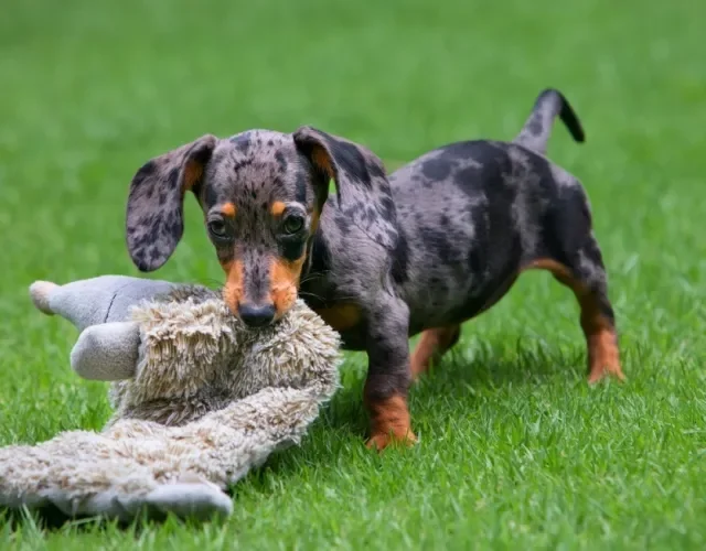 filhote de dachshund puxando brinquedinho com a boca no gramado