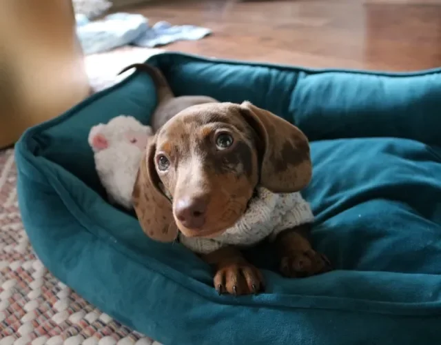 filhote de dachshund deitado na caminha