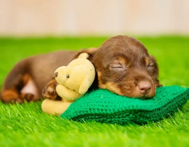 filhote de dachshund deitado na grama com pelúcia