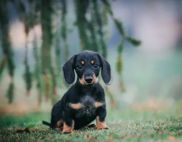 filhote de dachshund sentado na grama