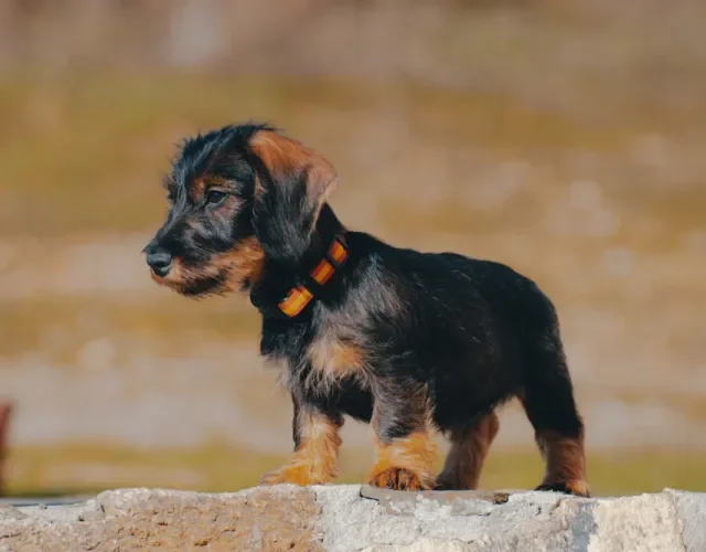 filhote de dachshund em pé ao ar livre