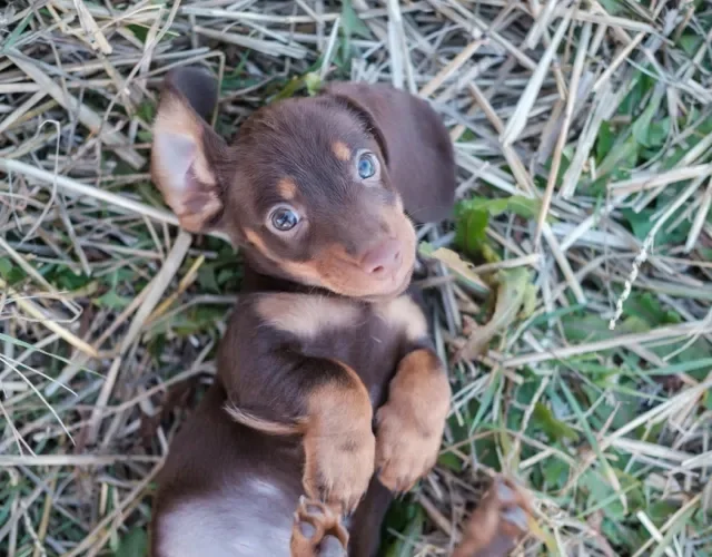 filhote de dachshund deitado na grama