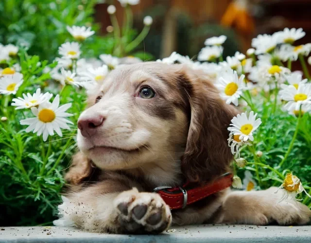 filhote de dachshund com flores de fundo