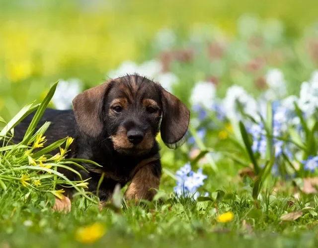 filhote de dachshund andando ao ar livre