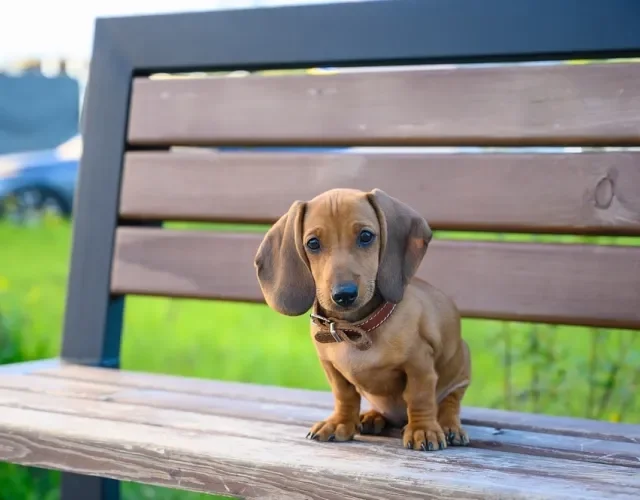 filhote de dachshund em pé em um banquinho