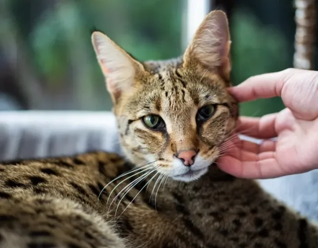 Savannah: gato da geração F5 é o mais dócil de todos gato savannah recebendo carinho