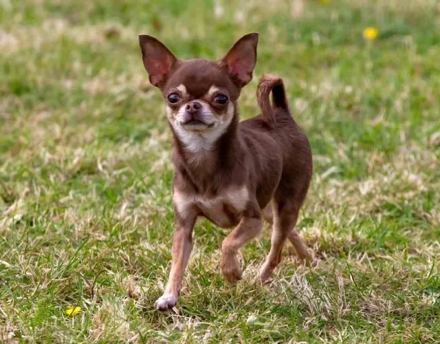 chihuahua de pé no gramado