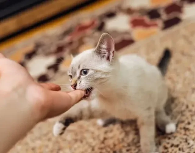 Sonhar com gato atacando indica vulnerabilidade e possíveis ameaças gato mordendo