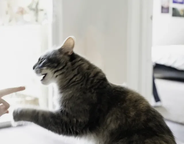 Sonhar com gato te atacando pode ter vários significados gato atacando dedo