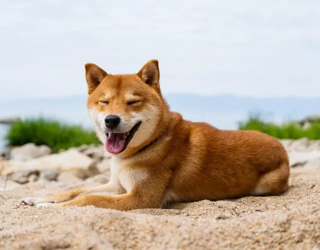 Cachorro Akita é muito fiel e fofinho Cachorro Akita deitado na areia em uma praia