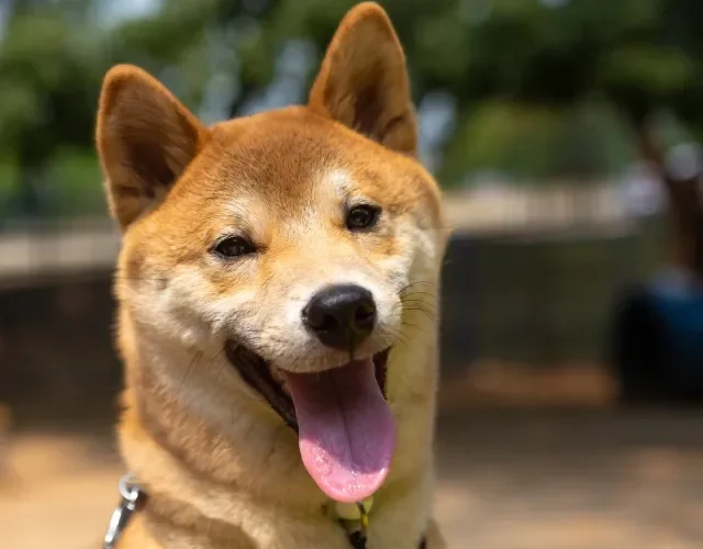 O Akita é a companhia perfeita para quem quer um cachorro fofo e fiel Cachorro Akita em close up
