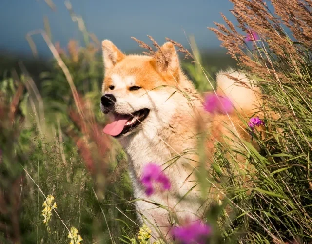 De porte grande, o Akita tem origem japonesa Cachorro Akita no meio de plantas em um campo