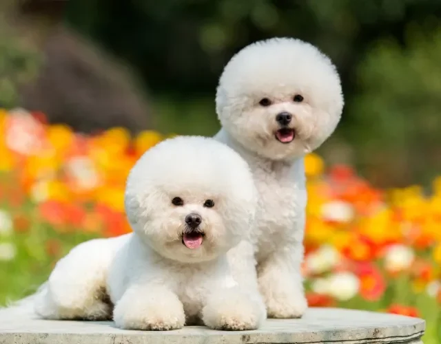 Cachorros mais fofos do mundo: o Bichon Frisé certamente está na lista! Dois cachorros da raça Bichon Frisé em ambiente externo