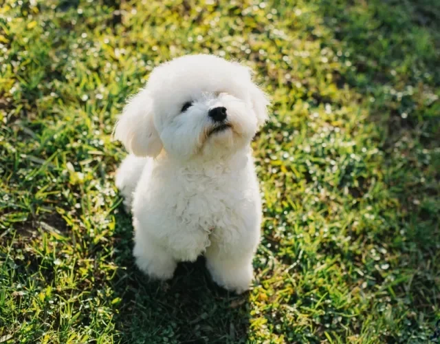 Bichon Frisé tem um dos filhotes mais fofos de todos Filhote de Bichon Frisé