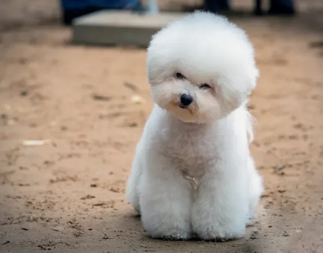 O Bichon Frisé lembra um Poodle com pelos cacheados e branquinhos Cachorro Bichon Frisé