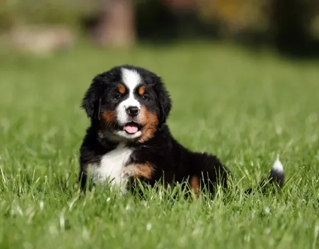 Quer filhote mais fofo que o filhote de Boiadeiro de Berna? Filhote de cachorro Boiadeiro de Berna