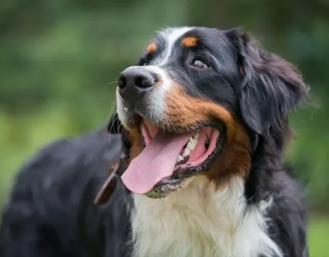 Cachorrinhos fofos como o Boiadeiro de Berna melhoram tudo! Cachorro Boiadeiro de Berna em close up