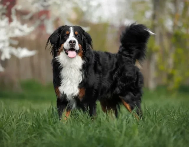 Boiadeiro de Berna prova que cachorro grande também pode ser fofinho Cachorro Boiadeiro de Berna no meio da natureza