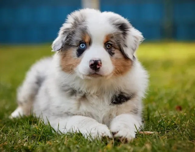 Tem como resistir ao filhote de Border Collie? É muita fofura! Filhote da raça Border Collie com pelagem marmorizada
