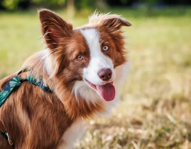 Border Collie é um cachorro brincalhão e muito inteligente Cachorro da raça Border Collie branco e marrom em ambiente externo