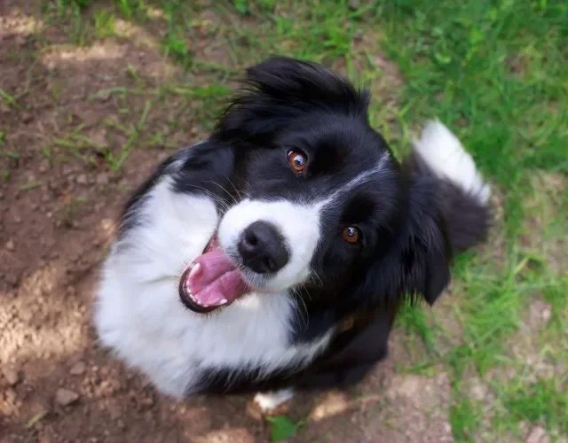O Border Collie é mais um cachorro fofo para conhecer Cachorro da raça Border Collie branco e preto em close visto de cima