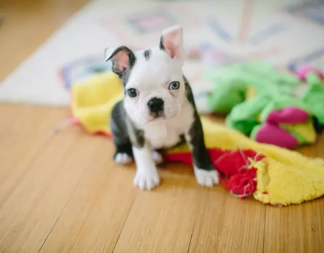 Boston Terrier é uma raça de cachorro fofinho pequeno Filhote de cachorro Boston Terrier