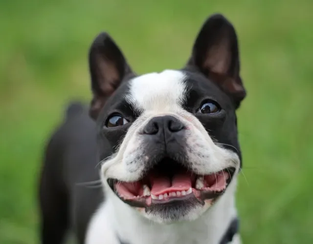 Para quem procura cachorros muito fofos, o Boston Terrier é uma opção Boston Terrier em close up
