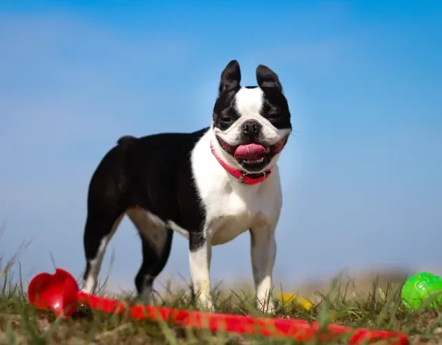 O Boston Terrier é um cachorro fofinho que adora brincar! Boston Terrier em ambiente externo com fundo de céu azul