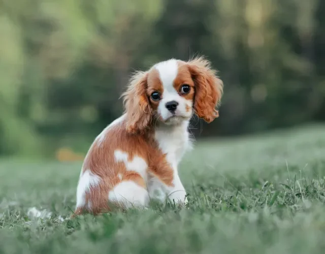 Na lista de cachorros fofinhos filhotes, temos também o Cachorro Cavalier King Charles Spaniel Filhote de cachorro Cavalier King Charles Spaniel em área externa