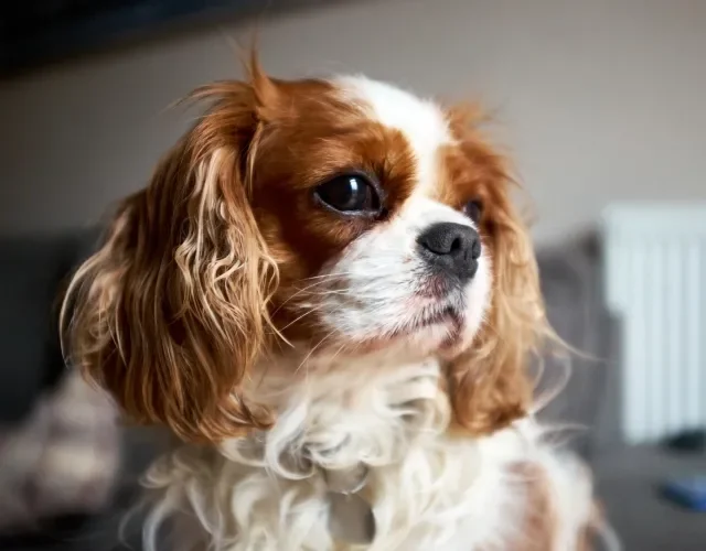 Um dos cachorros fofos que ninguém resiste é o Cavalier King Charles Spaniel Cachorro Cavalier King Charles Spaniel de perfil