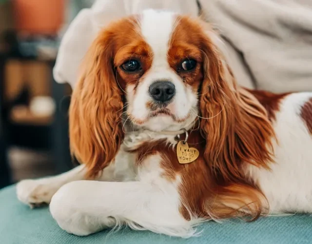 Cavalier King Charles Spaniel é um cãozinho de porte pequeno e muito amável Cachorro Cavalier King Charles Spaniel deitado