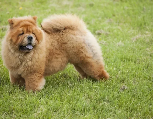 Entre os cachorros fofinhos, o Chow Chow é quase irresistível! Cachorro da raça Chow Chow em ambiente externo
