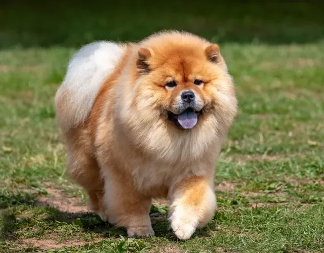 Cachorro fofo: o Chow Chow tem a pelagem perfeita para receber muito carinho Cachorro da raça Chow Chow em ambiente externo