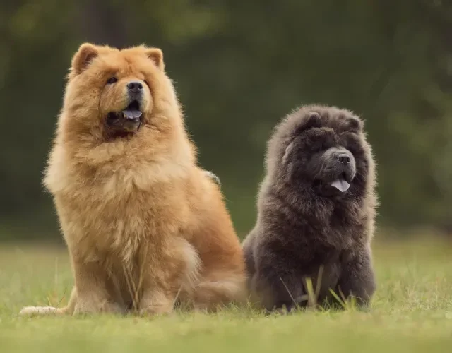 Chow Chow é tão fofo que até parece um bichinho de pelúcia Cachorro marrom e cachorro preto da raça Chow Chow