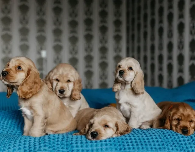 Como resistir à fofura dos filhotes fofinhos de cachorro Cocker Spaniel? Filhotes de Cocker Spaniel em uma cama azul