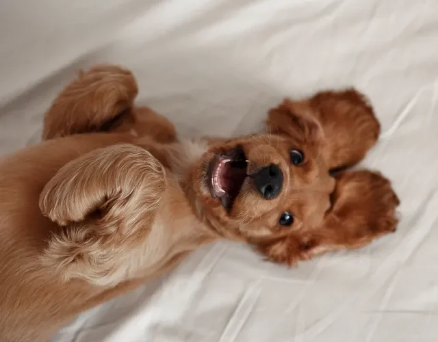 Cocker Spaniel é um cachorro fofinho cheio de charme Cachorro Cocker Spaniel deitado com a barriga para cima