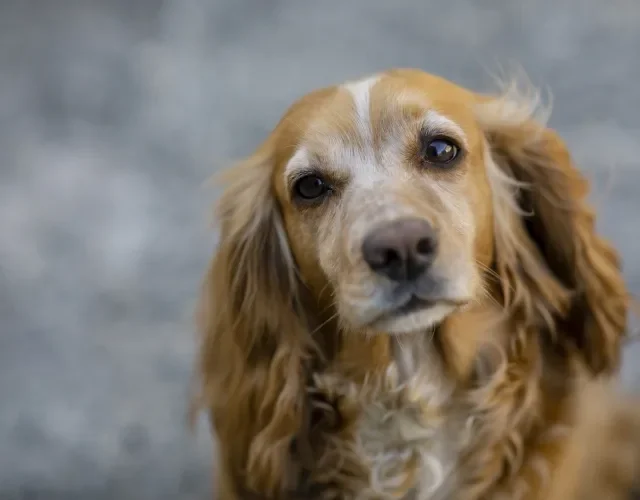 Um cachorro fofo que foi feito para receber carinho é o Cocker Spaniel Cachorro Cocker Spaniel em close up