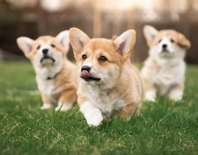 O Corgi é mais um cachorro fofinho pequeno, que encanta os apaixonados por cães Três filhotes de cachorro Corgi correndo na grama