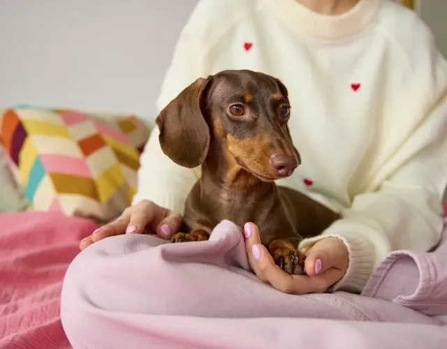 Muita gente considera o Dachshund o cachorro mais fofo do mundo Cachorro Dachshund marrom no colo de sua dona