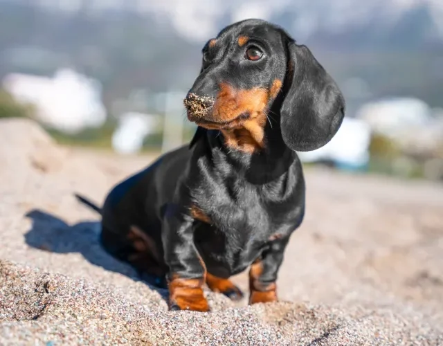 Cachorro Dachshund é o famoso "salsichinha" Cachorro Dachshund preto na praia