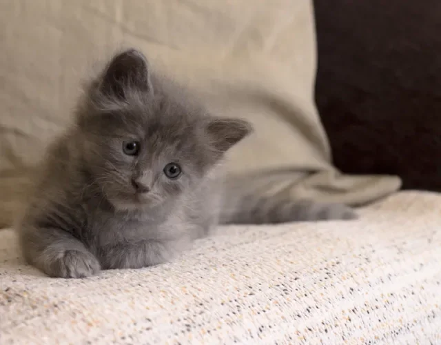 Filhotes de gato Angorá são afetuosos e brincalhões Gato Angorá cinza filhote