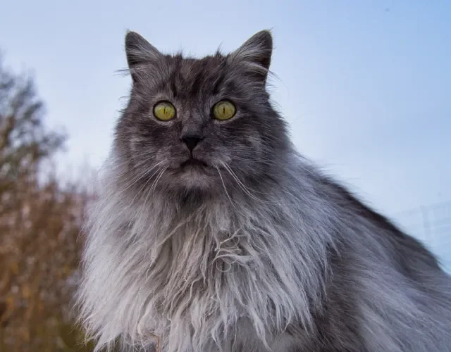 O gato Angorá é uma das raças mais inteligentes que existem Gato Angorá cinza de pelo longo na natureza
