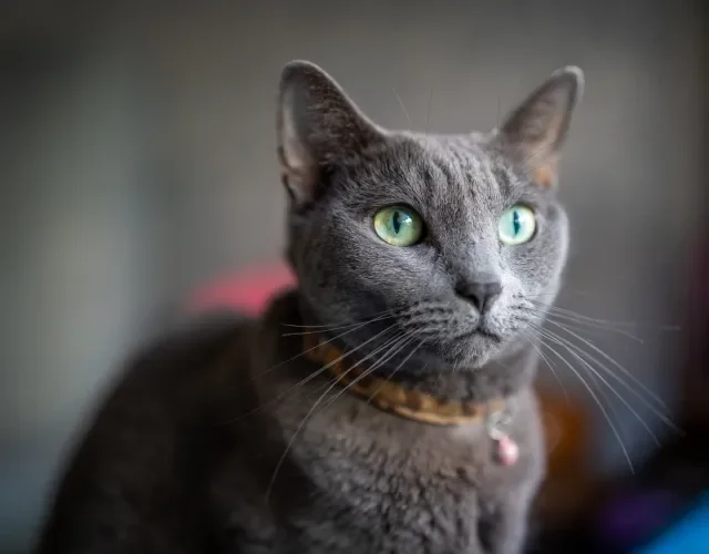 O gato cinza da raça Azul Russo possui pelos mais curtos que o Nebelung Gato cinza da raça Azul Russo