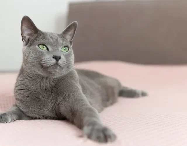O Azul Russo também exibe lindos olhos verdes em contraste com a pelagem cinza Gato cinza da raça Azul Russo deitado