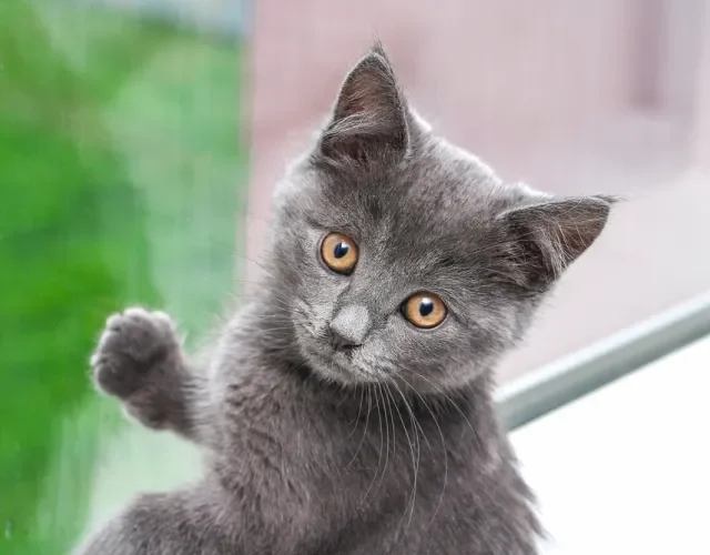 O gato cinza filhote da raça Chartreux é bastante brincalhão e sociável Gato Chartreux cinza filhote