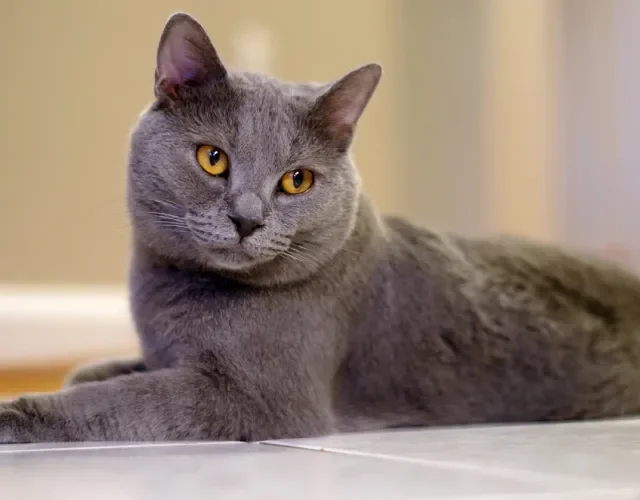 O gato Chartreux vive, em média, de 12 a 15 anos Gato Chartreux cinza deitado no chão