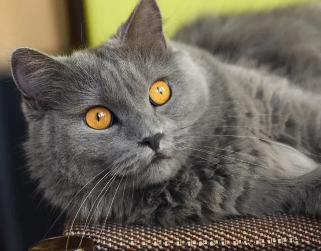 Os olhos amarelos do gato Chartreux contrastam com a pelagem cinza Gato Chartreux cinza deitado no chão