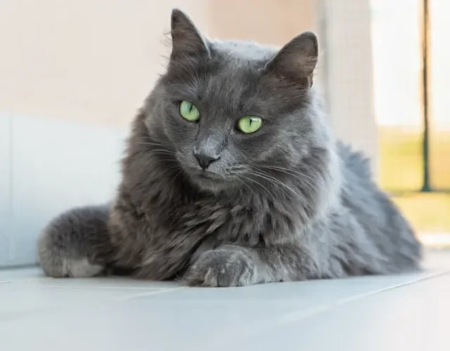 A expectativa de vida do gato cinza Nebelung é de 20 anos Gato cinza da raça Nebelung deitado no chão