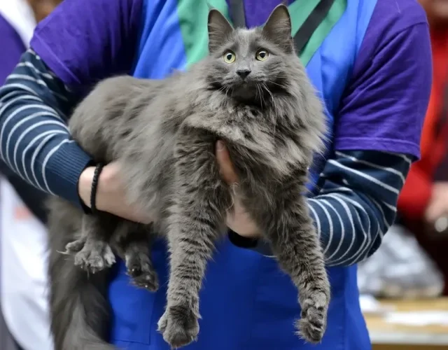 Gatos da raça Nebelung possuem pelagem exclusivamente cinza Gato cinza da raça Nebelung sendo segurado por uma mulher