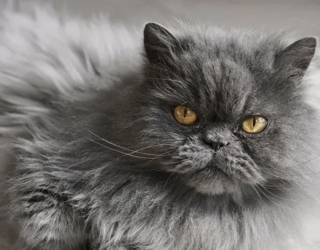 Gato cinza da raça Persa é um pet com visual fascinante Gato cinza da raça persa em close